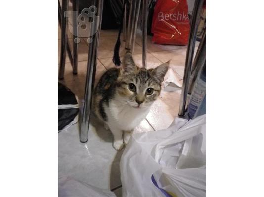 Χαρίζονται 4 γατάκια (Θεσσαλονίκη)